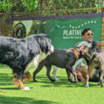 Συνέντευξη με τον εκπαιδευτή σκύλων Φίλιππο Δημητρουλάκο- Ultra dogs Park blessed.gr